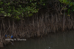 Aegiceras corniculatum